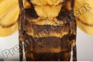 Death-head Hawkmoth - Acherontia atropos 0040